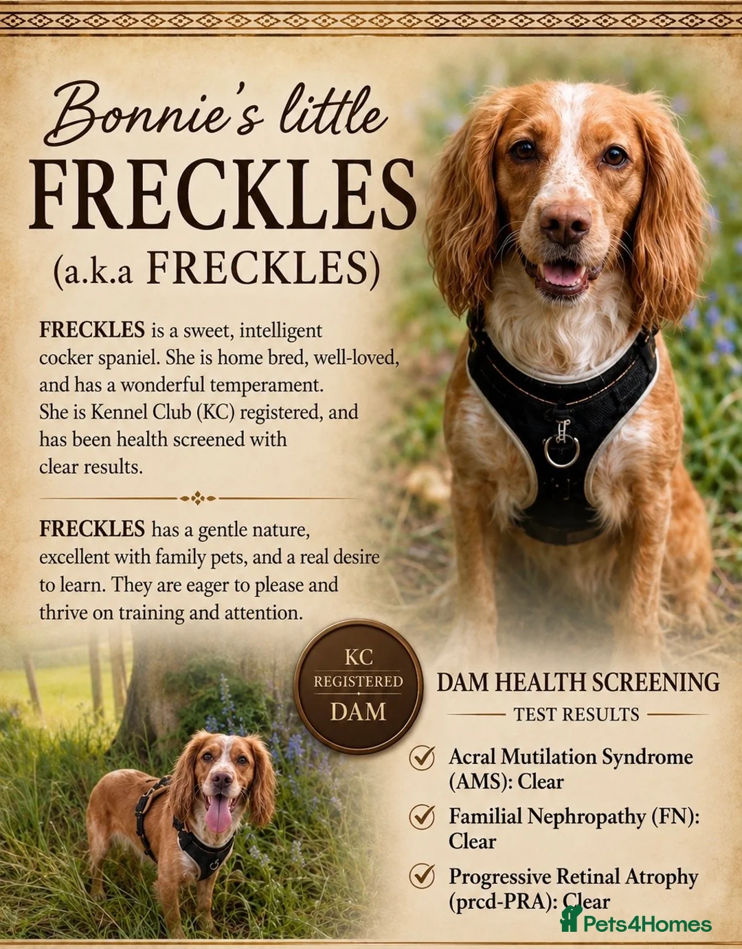 Cocker Spaniel dogs for sale: ALL PUPS NOW RESERVED!! Cocker Spaniel Puppies - Advert 2