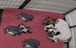 Jack Russell dogs for sale: Jack Russell puppies - Advert 4