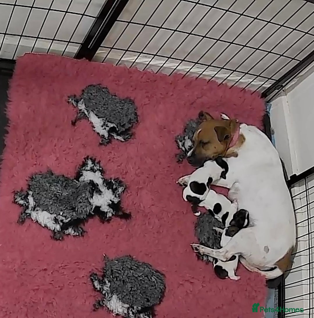 Jack Russell dogs for sale: Jack Russell puppies - Advert 4