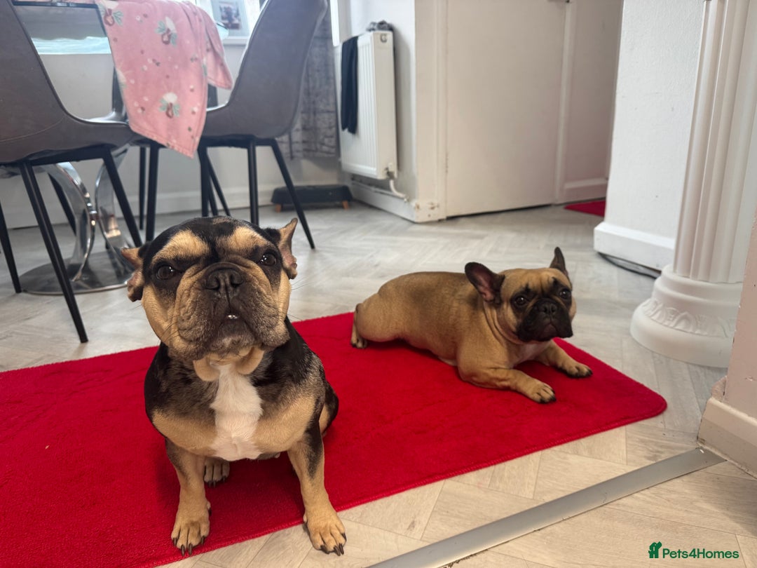 French Bulldog dogs for sale: Beautiful French bulldog  - Advert 2