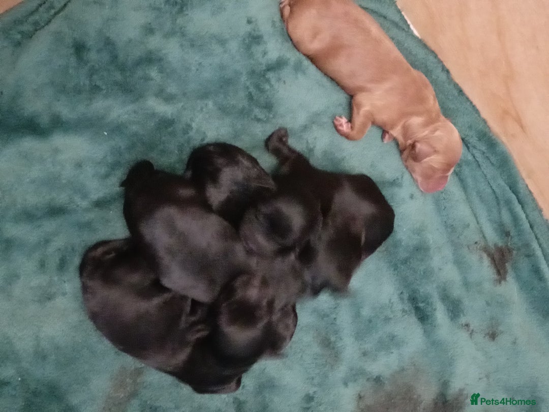 Cockapoo dogs for sale: Cokapoo pups - Image 5