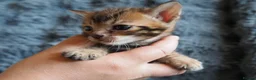 Bengal cats for sale: Silver, Snow Lynx & Brown Rosette Bengals - Advert 14