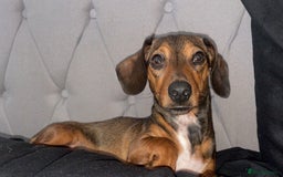 Dachshund dogs for sale: Fifi  - Image 4