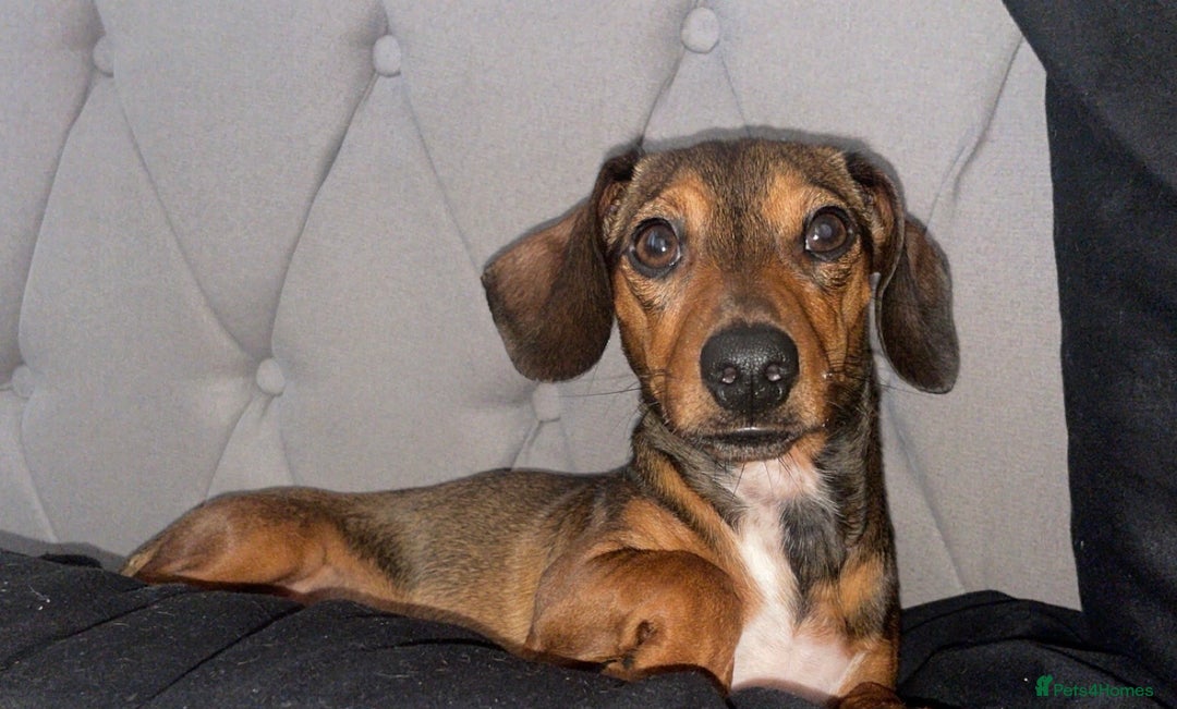 Dachshund dogs for sale: Fifi  - Image 4