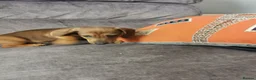 Dachshund dogs for sale: Beautiful Unusual Playful Dachshound pups  - Advert 9