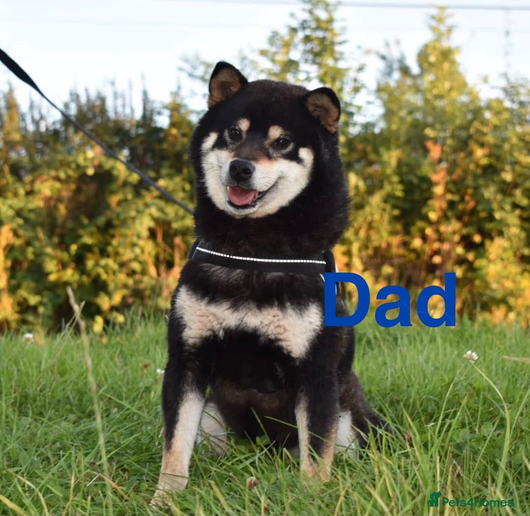 Japanese Shiba Inu dogs for sale: Multi champion Japanese Shiba Inu’s - Image 11