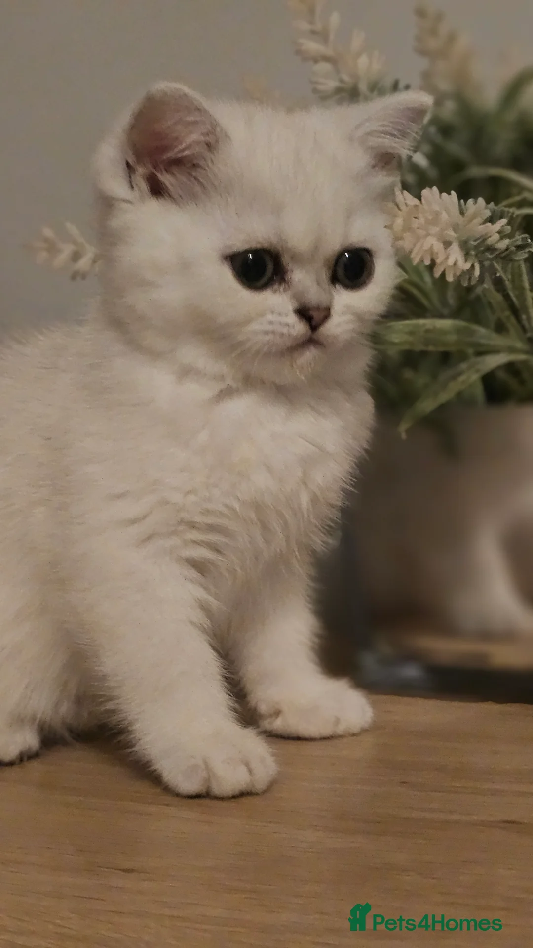 British Shorthair cats for sale: Girl british shorthair silver shadded - Advert 4