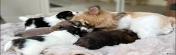 Pomeranian dogs for sale: Stunning KC Registered Small Pomeranian Puppies - Advert 13