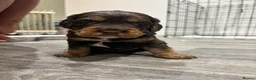 Cocker Spaniel dogs for sale: Working cocker spaniels  - Advert 13