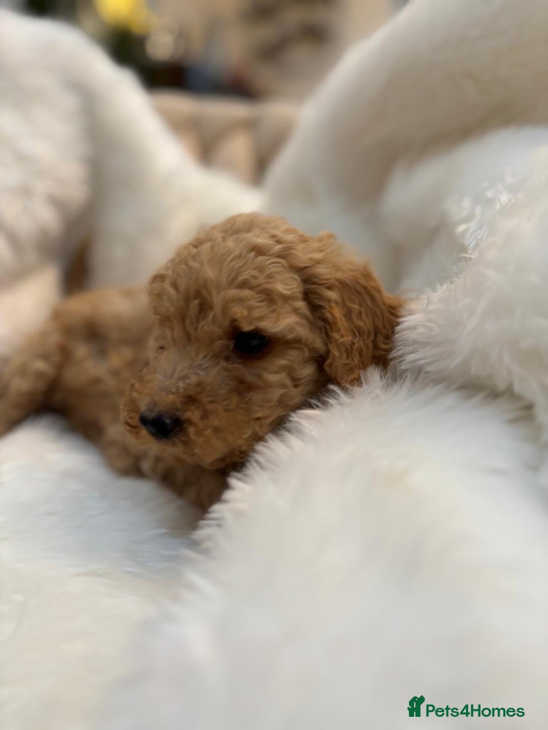 Goldendoodle dogs for sale: F1Goldendoodel puppies now ready for new home  - Advert 11