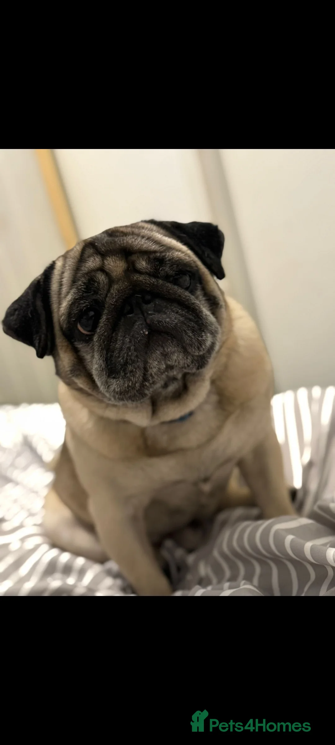 Pug dogs for sale: Beautiful fawn pug - Advert 2