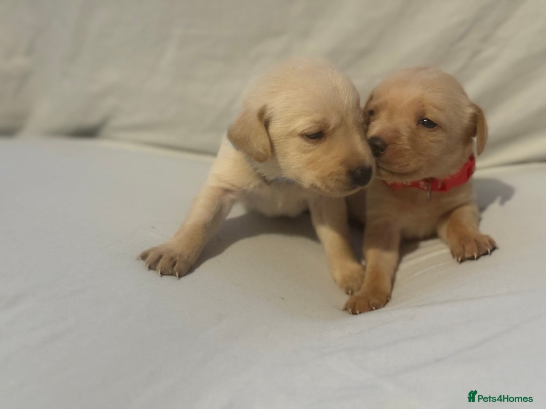 Labrador Retriever dogs for sale: KC registered Labrador puppies - Image 17