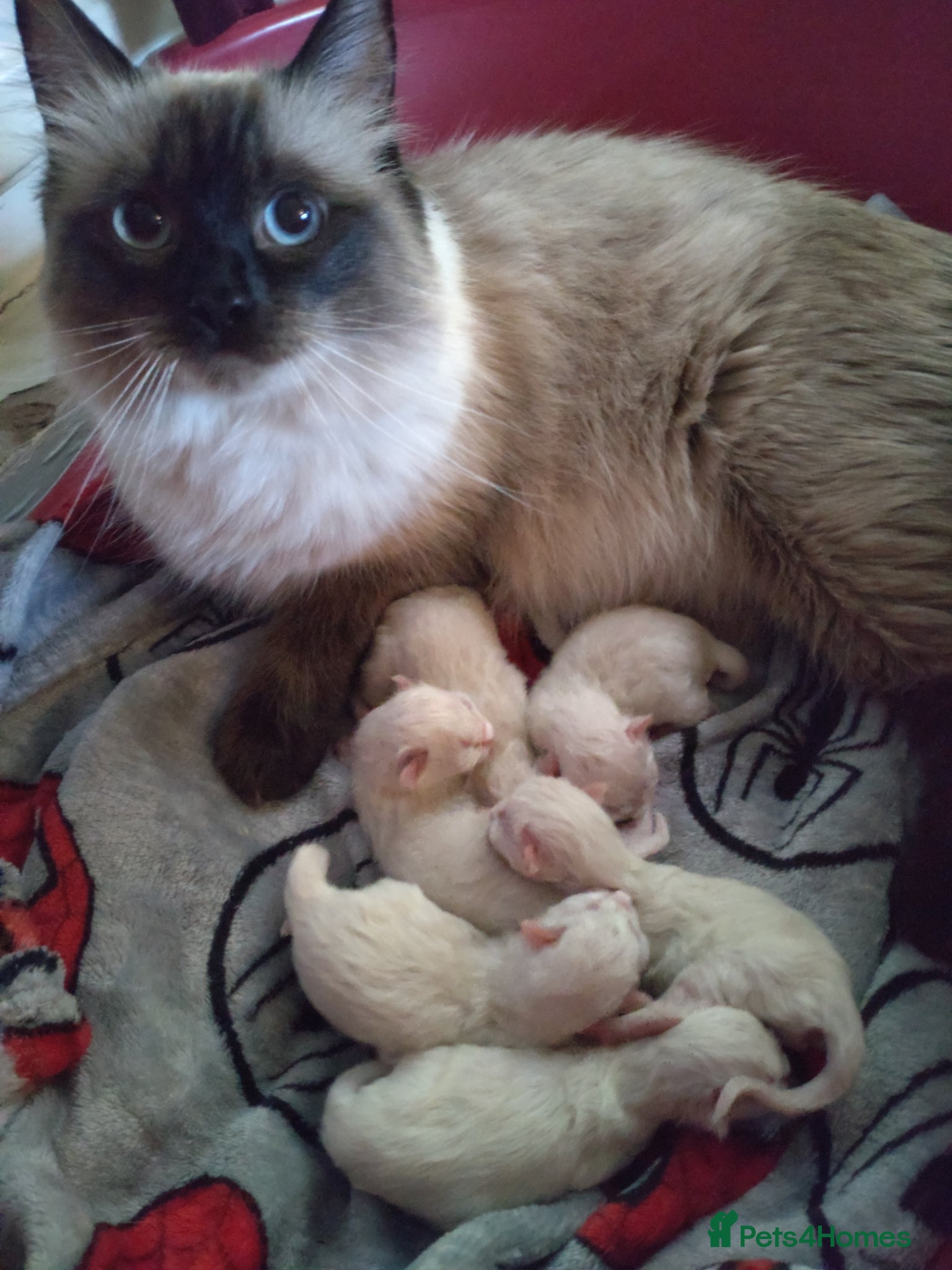 Ragdoll cats Beautiful Healthy Ragdoll Kittens - Advert 2