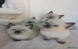 Ragdoll cats for sale: Health tested beautiful ragdoll kittens  - Image 3