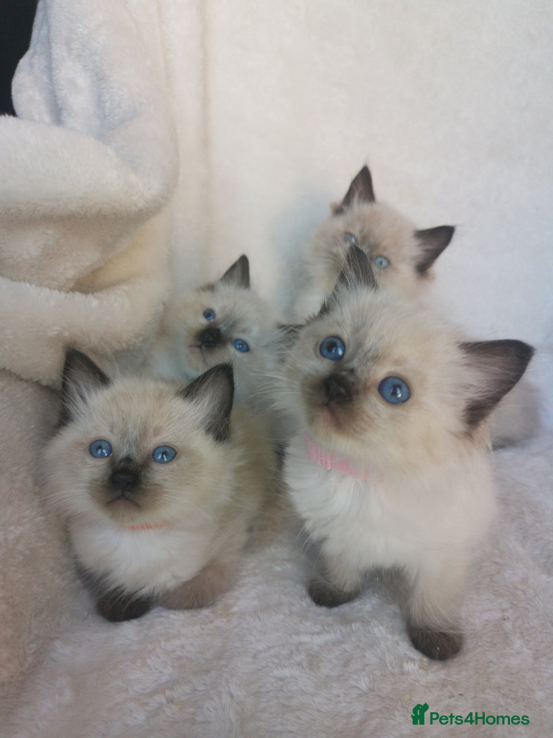 Ragdoll cats for sale: Health tested beautiful ragdoll kittens  - Image 3