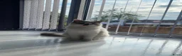 Ragdoll cats for sale: Ragdoll for sale - Advert 9