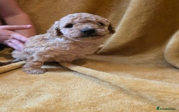 Toy Poodle dogs for sale: ONLY BOY LEFT NOW  - Image 3