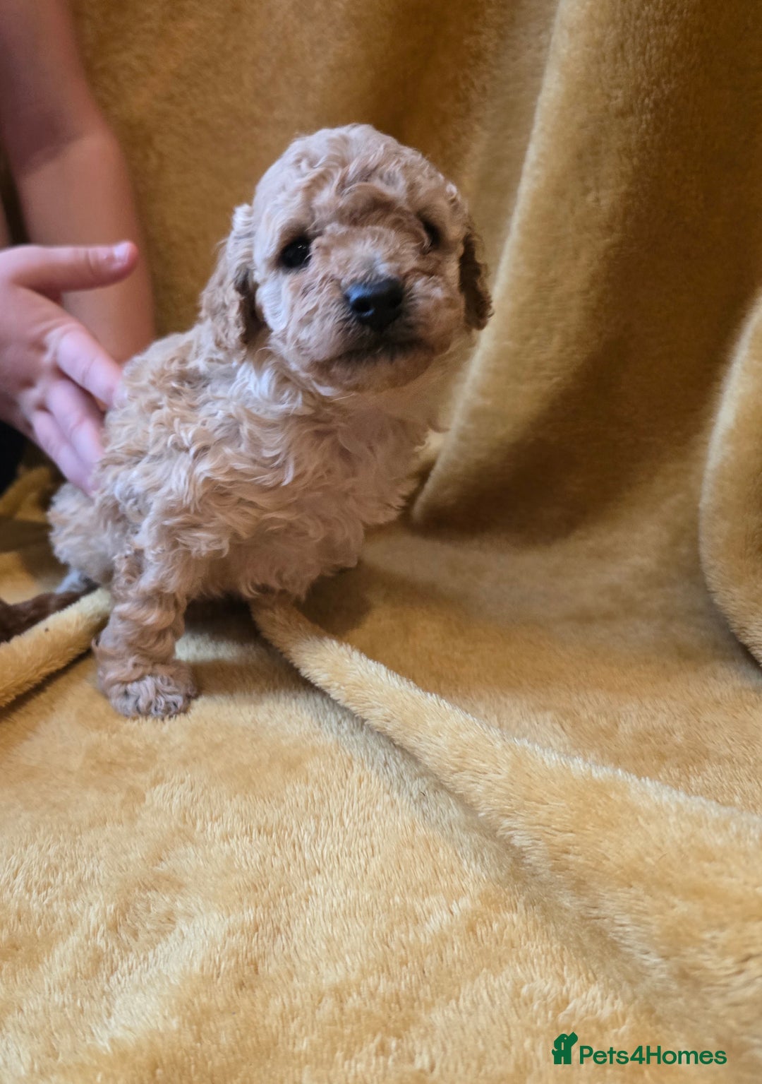 Toy Poodle dogs for sale: ONLY BOY LEFT NOW  - Image 3