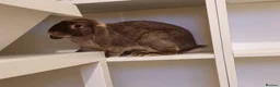 Mixed Breed rabbits for sale: Nifty - Advert 2