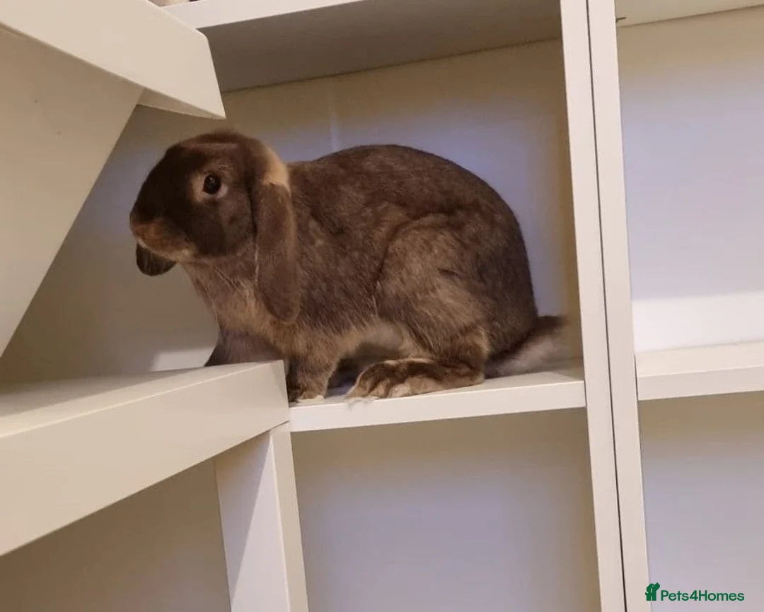 Mixed Breed rabbits for sale: Nifty - Advert 2