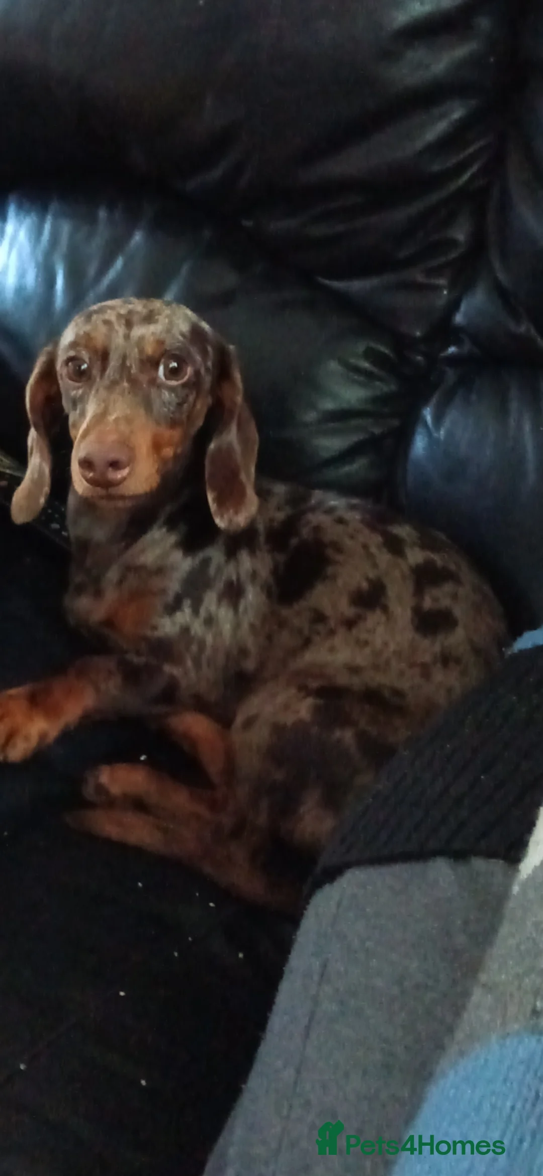 Miniature Dachshund dogs for stud: Chocolate tweed dapple mini daxy VERY EXPERIENCED in Bolton - Advert 3