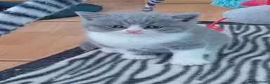 British Shorthair 3