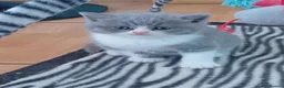 British Shorthair cats for sale: Beautiful British short-hair kittens  - Advert 22