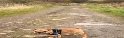 French Bulldog dogs for stud: Stud and bitch for sale  - Advert 6