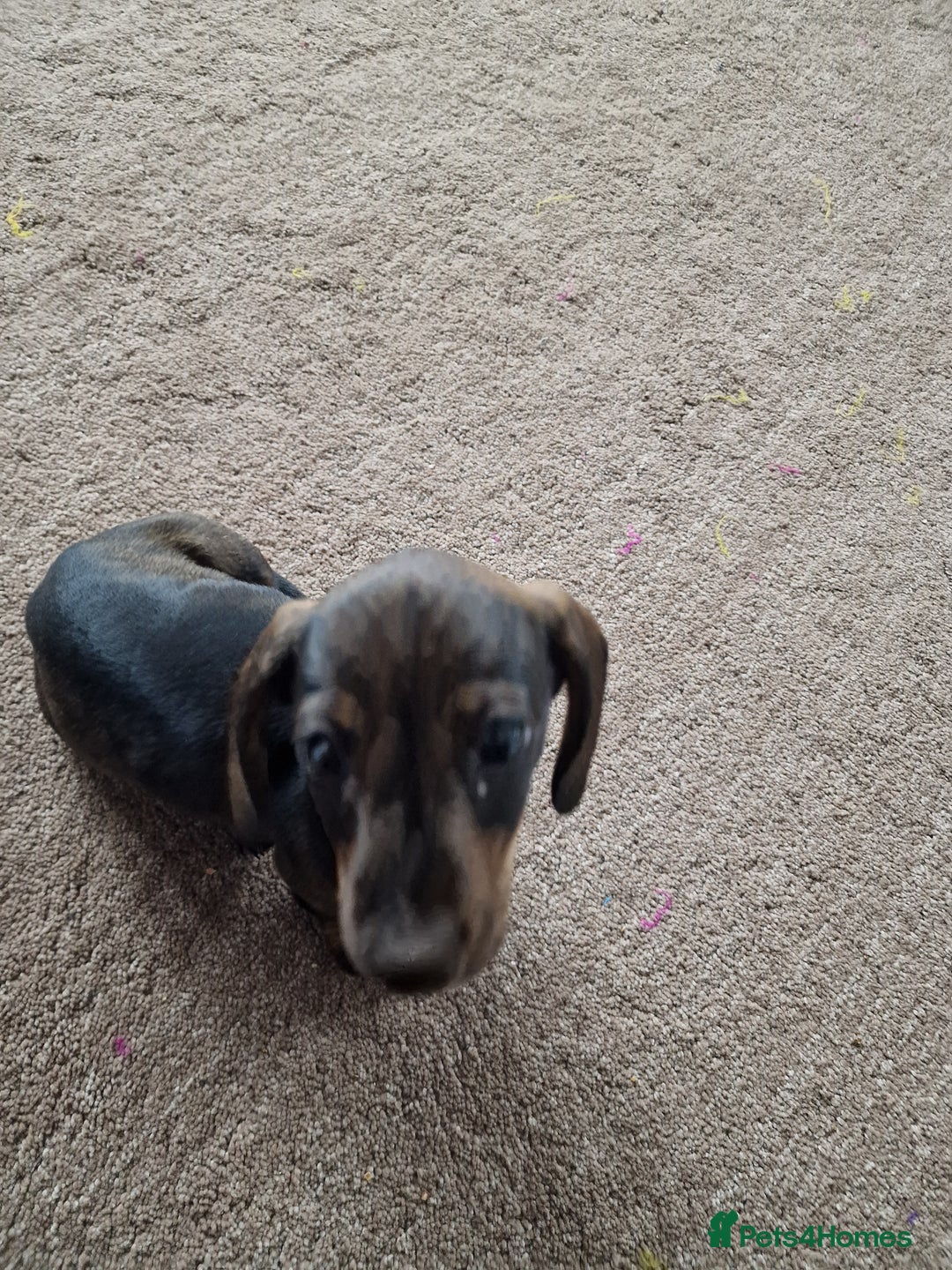 Dachshund dogs for sale: Female miniature dashound  - Advert 7