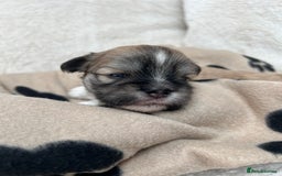 Lhasa Apso dogs for sale: Beautiful Lhasa apso puppies 🐶  - Image 28