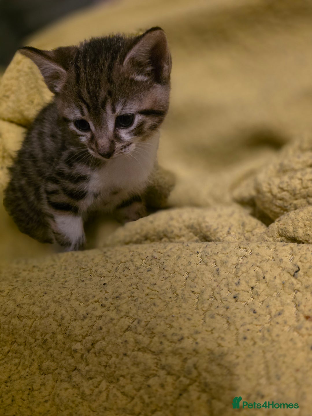 Mixed Breed cats for sale: Beautiful kittens for sale - Advert 9