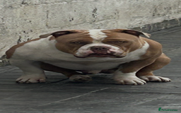 American Bully dogs for stud: American pocket bully  - Image 12