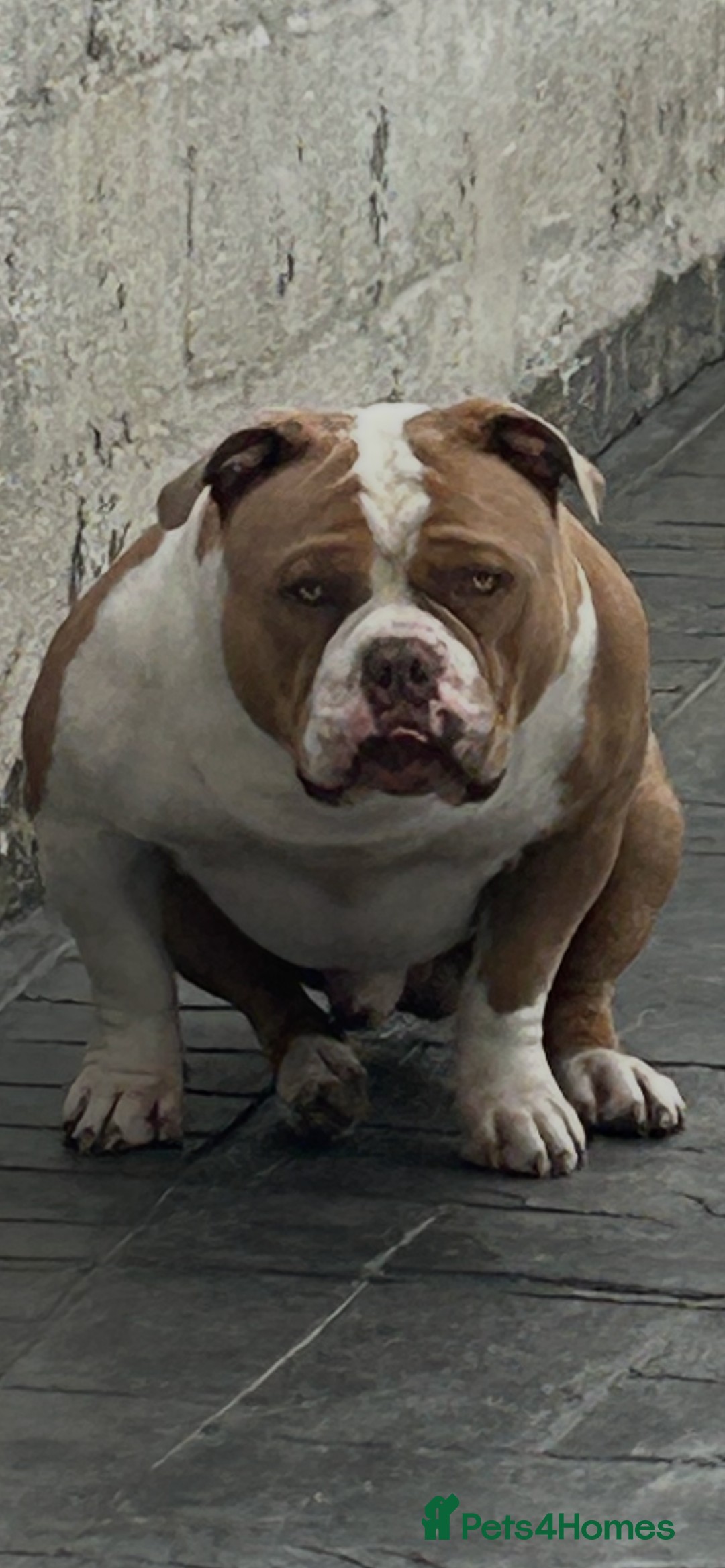 American Bully dogs for stud: American pocket bully  - Image 12
