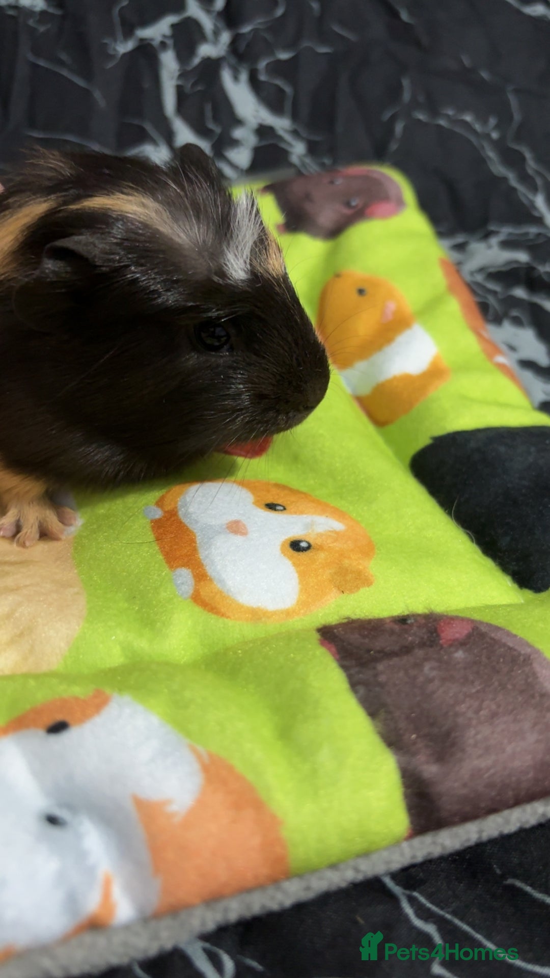 Guinea Pig rodents for sale: 2 crested guinea pigs available 1 male 1 female  - Advert 15