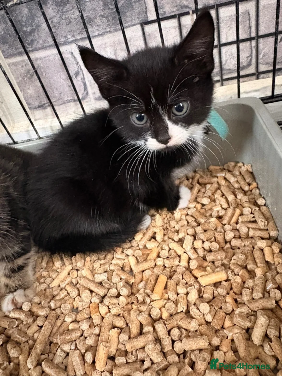 Mixed Breed cats for sale: Beautiful kittens  - Advert 2