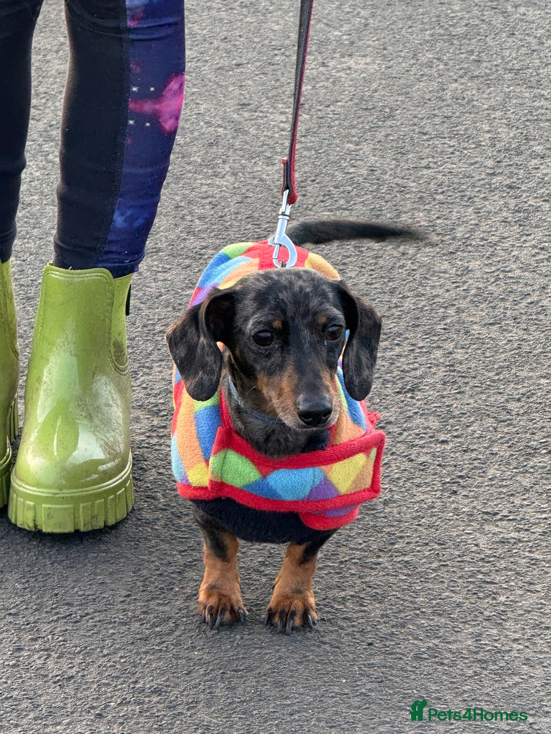 Miniature Dachshund dogs for sale: Adult Blue Dapple Boy - Advert 1