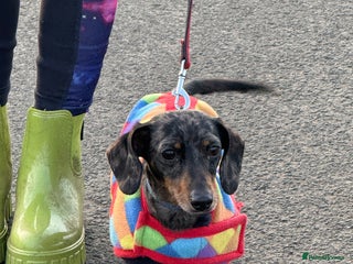 Miniature Dachshund dogs Adult Blue Dapple Boy - Advert 2