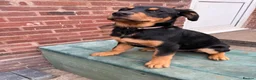 Rottweiler dogs for sale: Last 3 puppies of litter - Advert 9