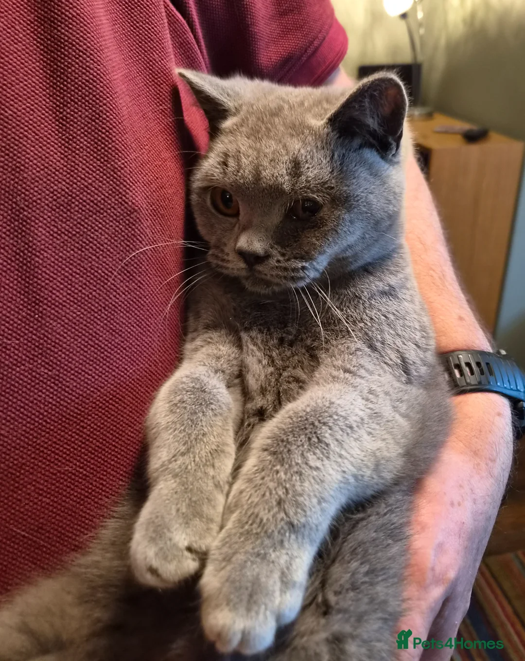 British Shorthair cats for sale: Pedigree British Blue kitten - ready now  - Advert 2