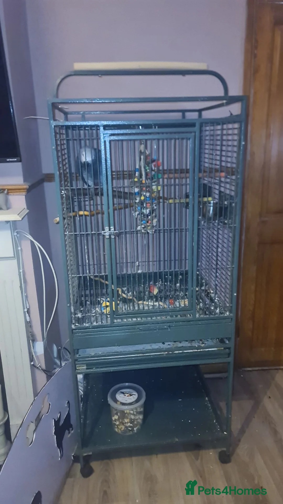 Parrots birds for sale: African grey male  - Advert 4