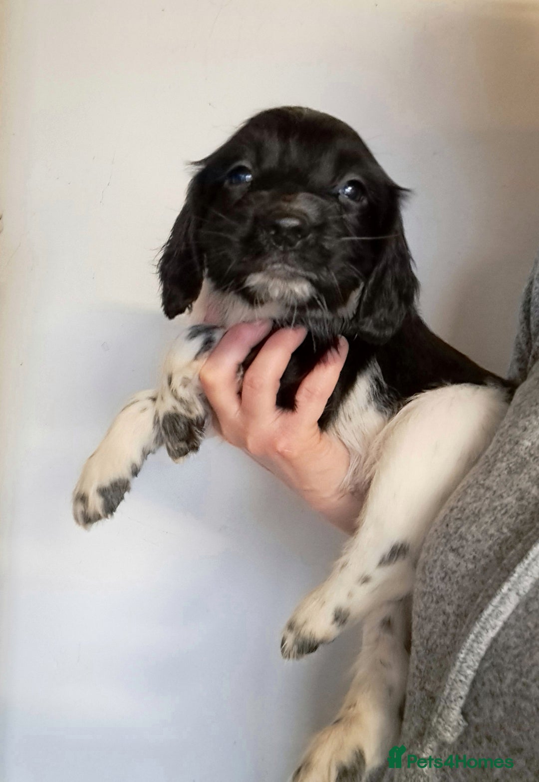 English Springer Spaniel dogs for sale: 1 black and white Springer Dog Pup for sale - Advert 6