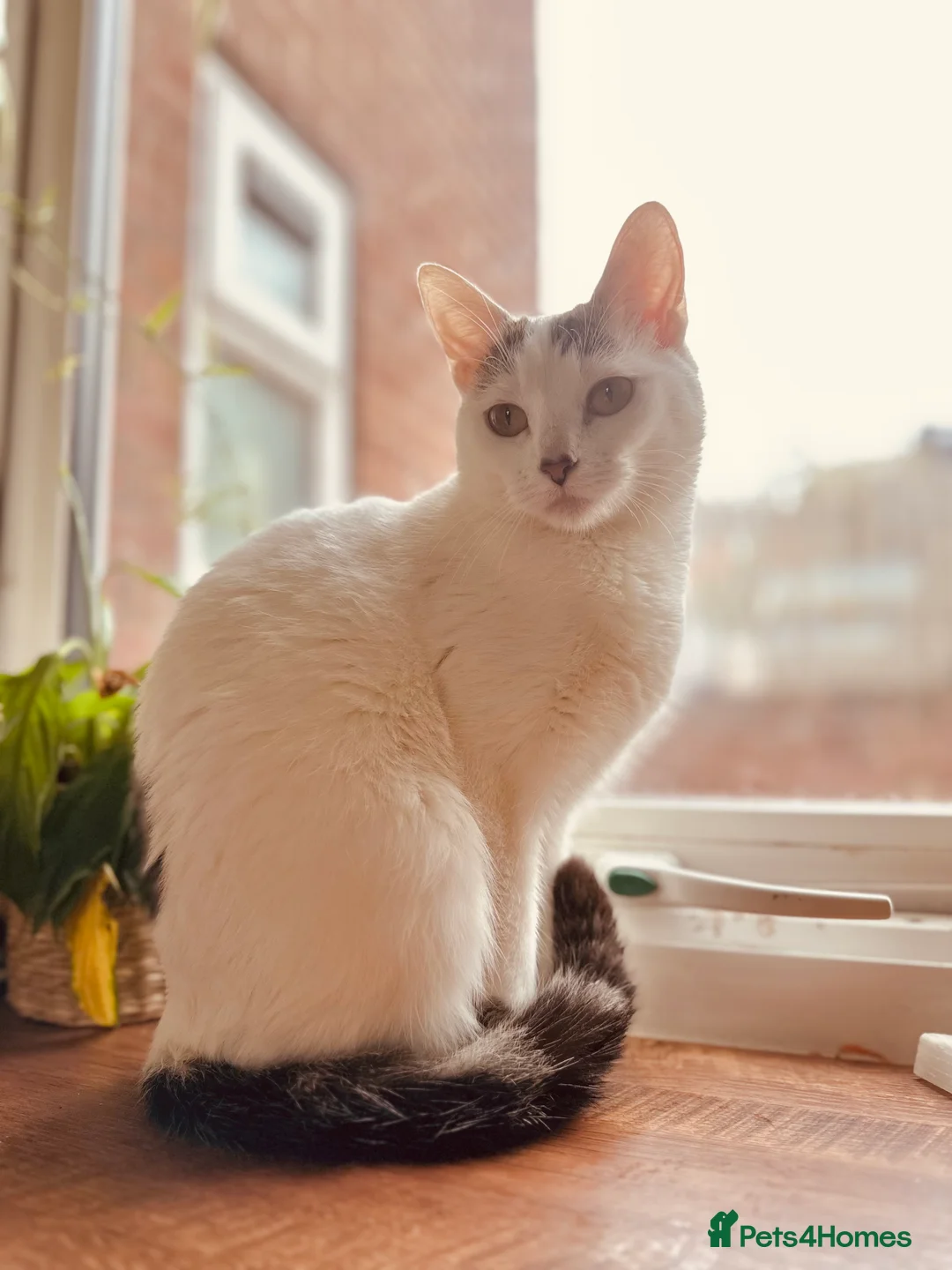 Domestic Shorthair cats for sale: 4 gorgeous kittens and mother - Advert 9