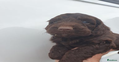 Cockapoo dogs - Advert 4