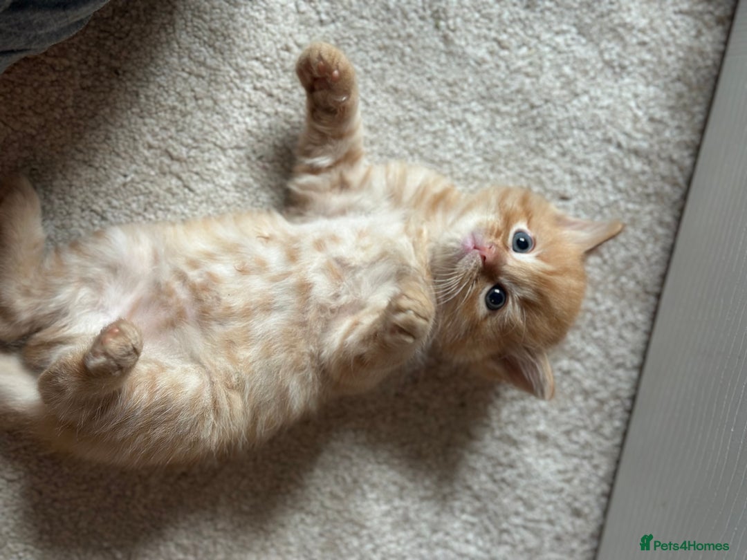 Ragdoll cats for sale: Ragdoll mix kittens (Only 1 Boy Left) - Image 1