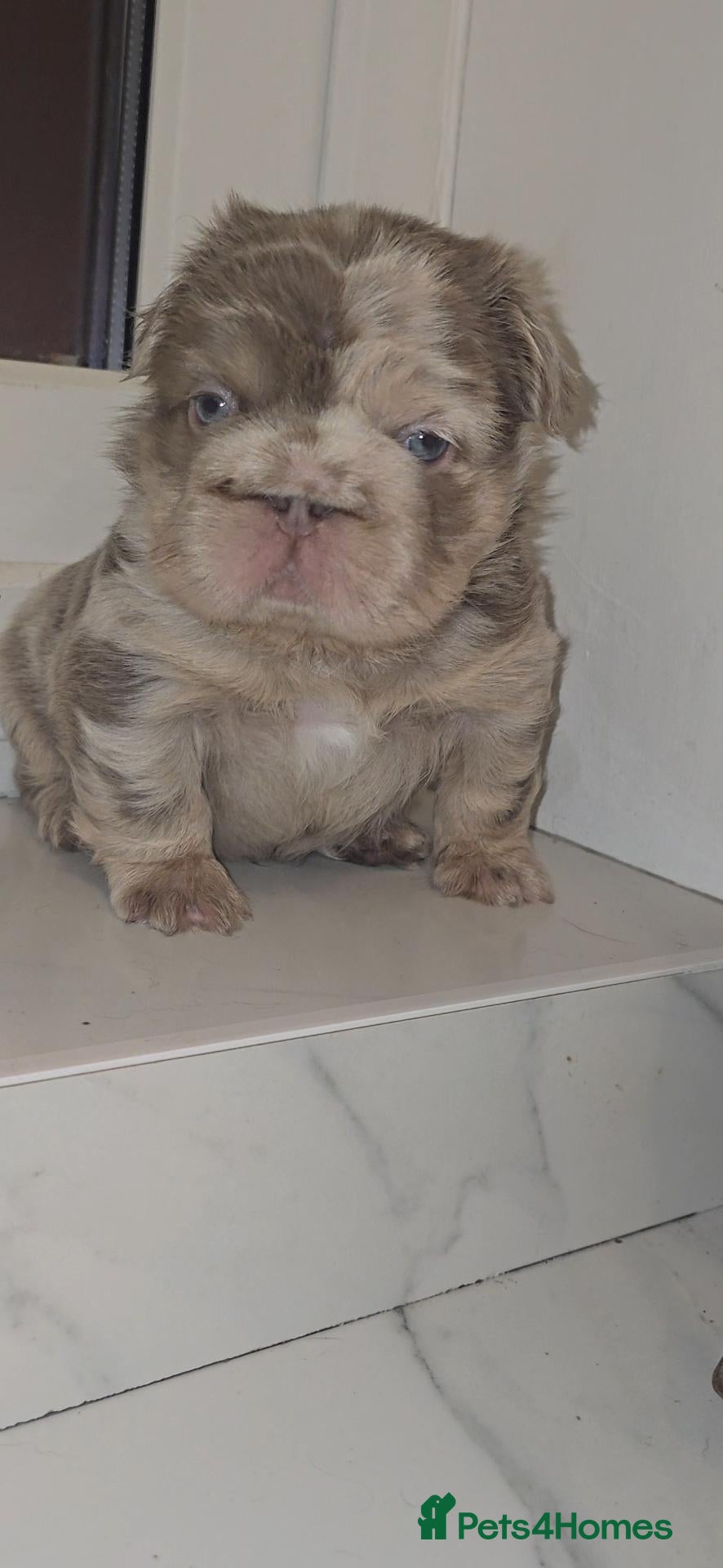 French Bulldog dogs Stunning chunky french bulldog boy  - Advert 6