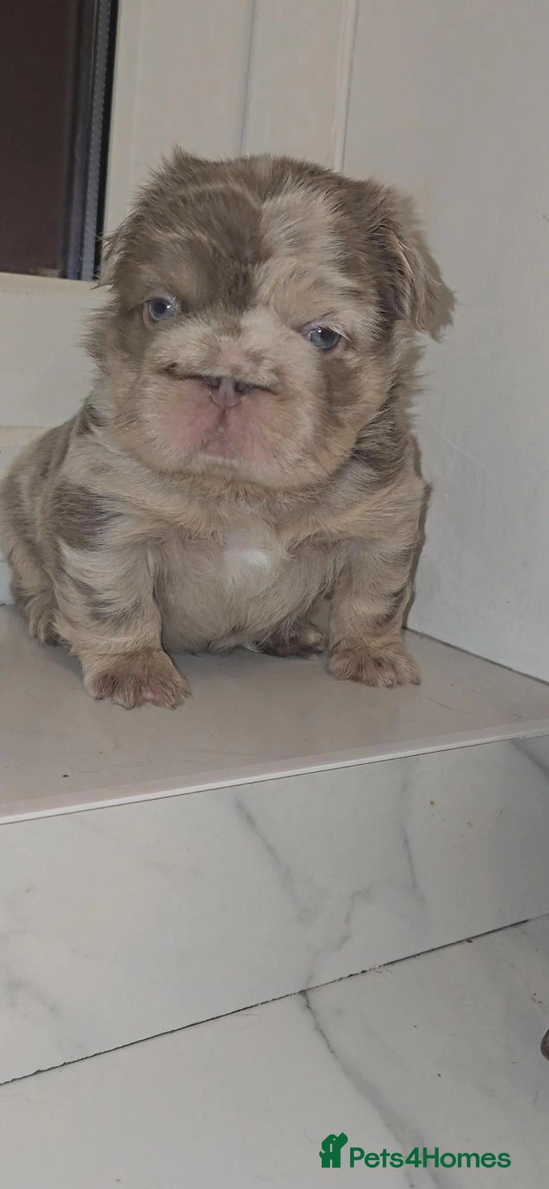 French Bulldog dogs for sale: Stunning chunky french bulldog boy  - Advert 1