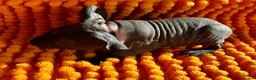 Guinea Pig rodents for sale: LAST LITTLE SKINNY PIG GIRL  - Advert 1