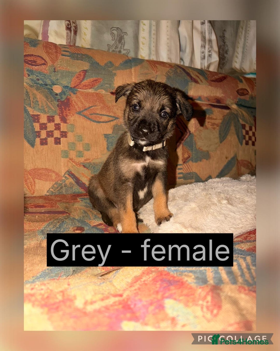 Mixed Breed dogs for sale: German shepherd X Border Collie  - Advert 2