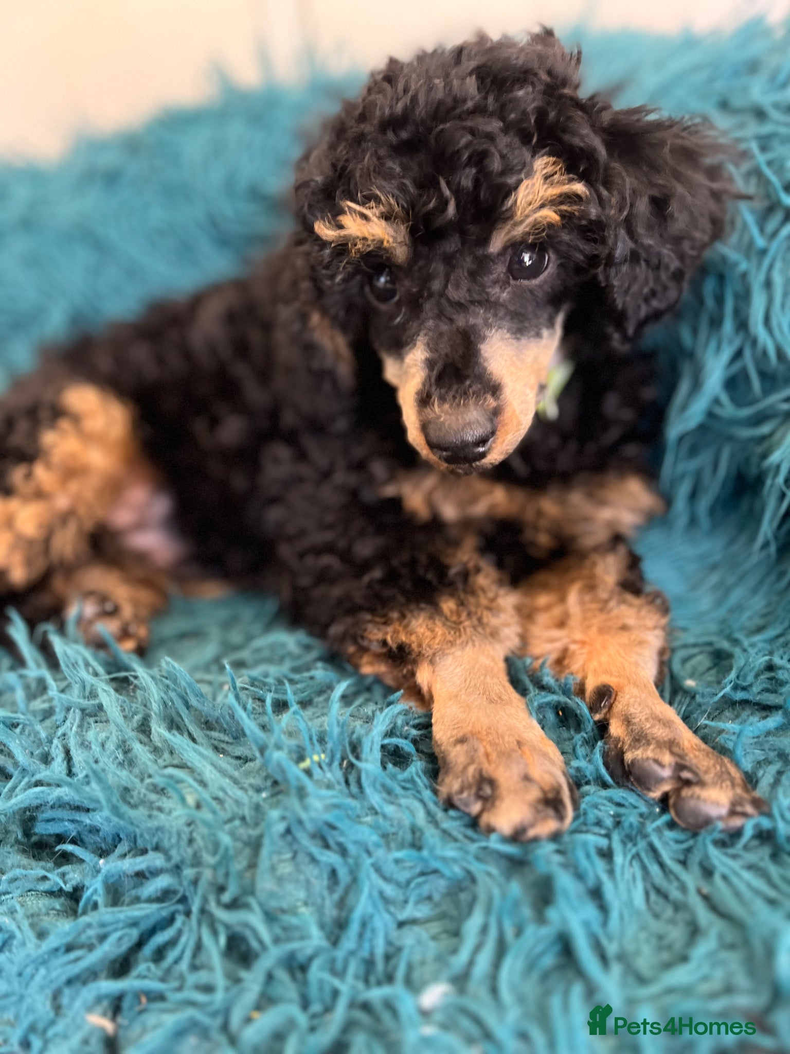 Toy Poodle dogs Toy Poodle puppies KC reg heath and DNA clear - Advert 5