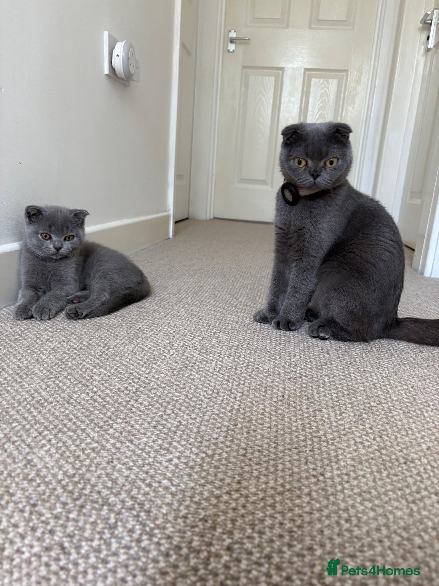 Scottish Fold cats Playful  lovely Scottish Fold - Advert 15